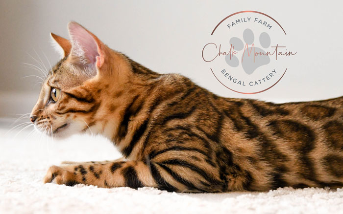 bengal kitten for sale